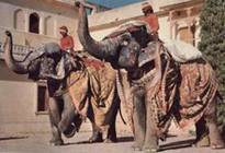 042_JAIP [800x600] [220x150]